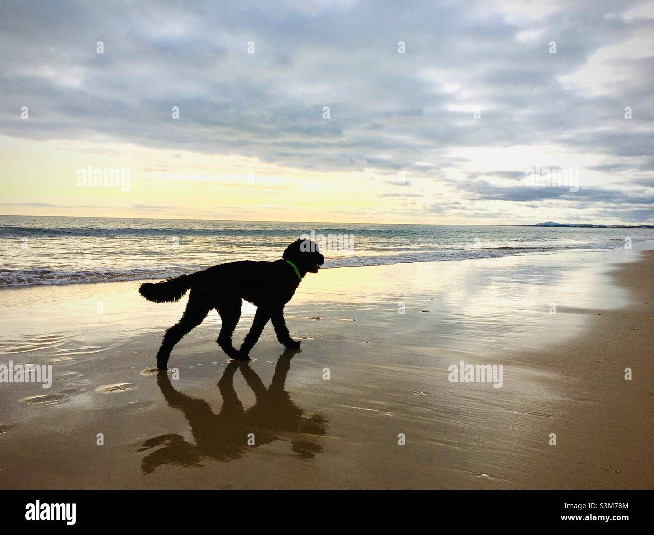 Portuguese waterdog walking on the Beach in Portugal Stock Photo