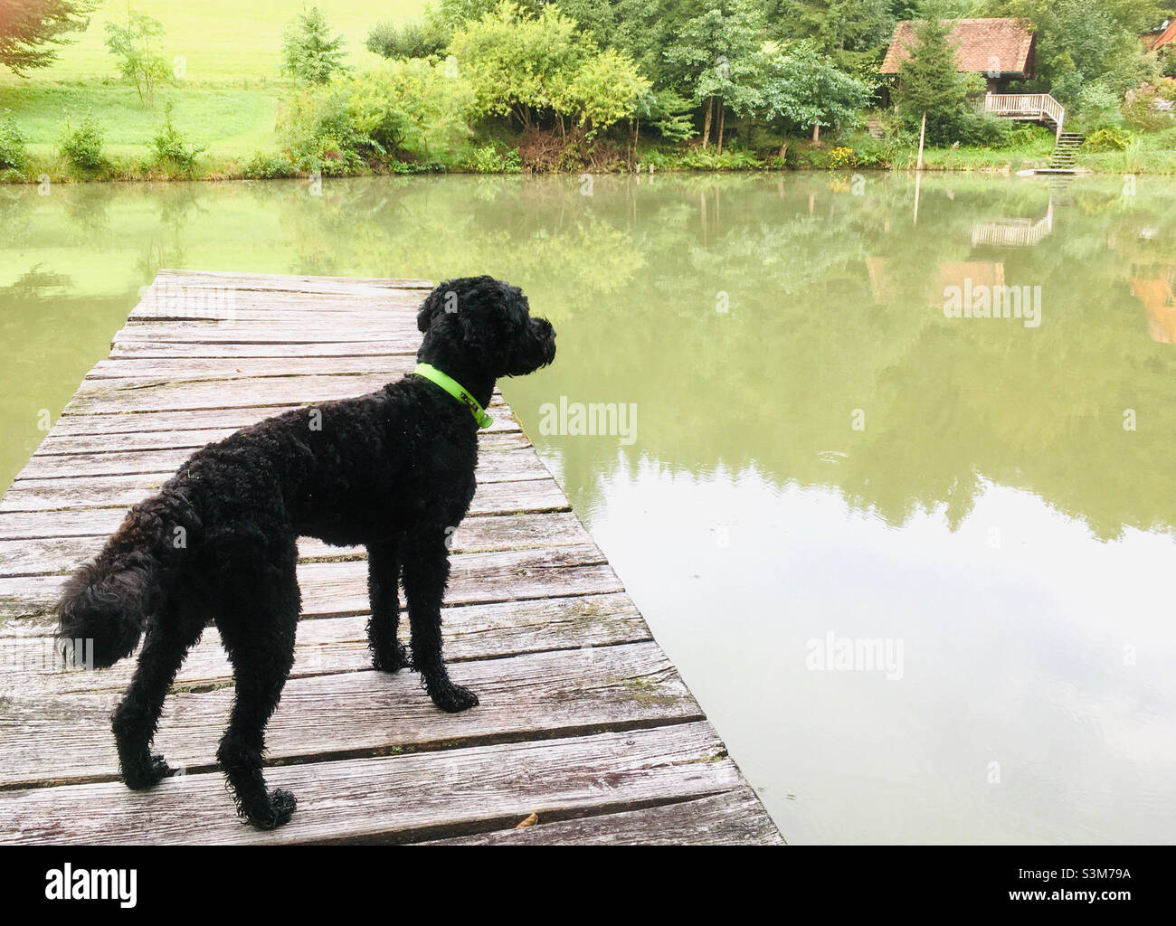 Portuguese waterdog on footbridge at a pond Stock Photo