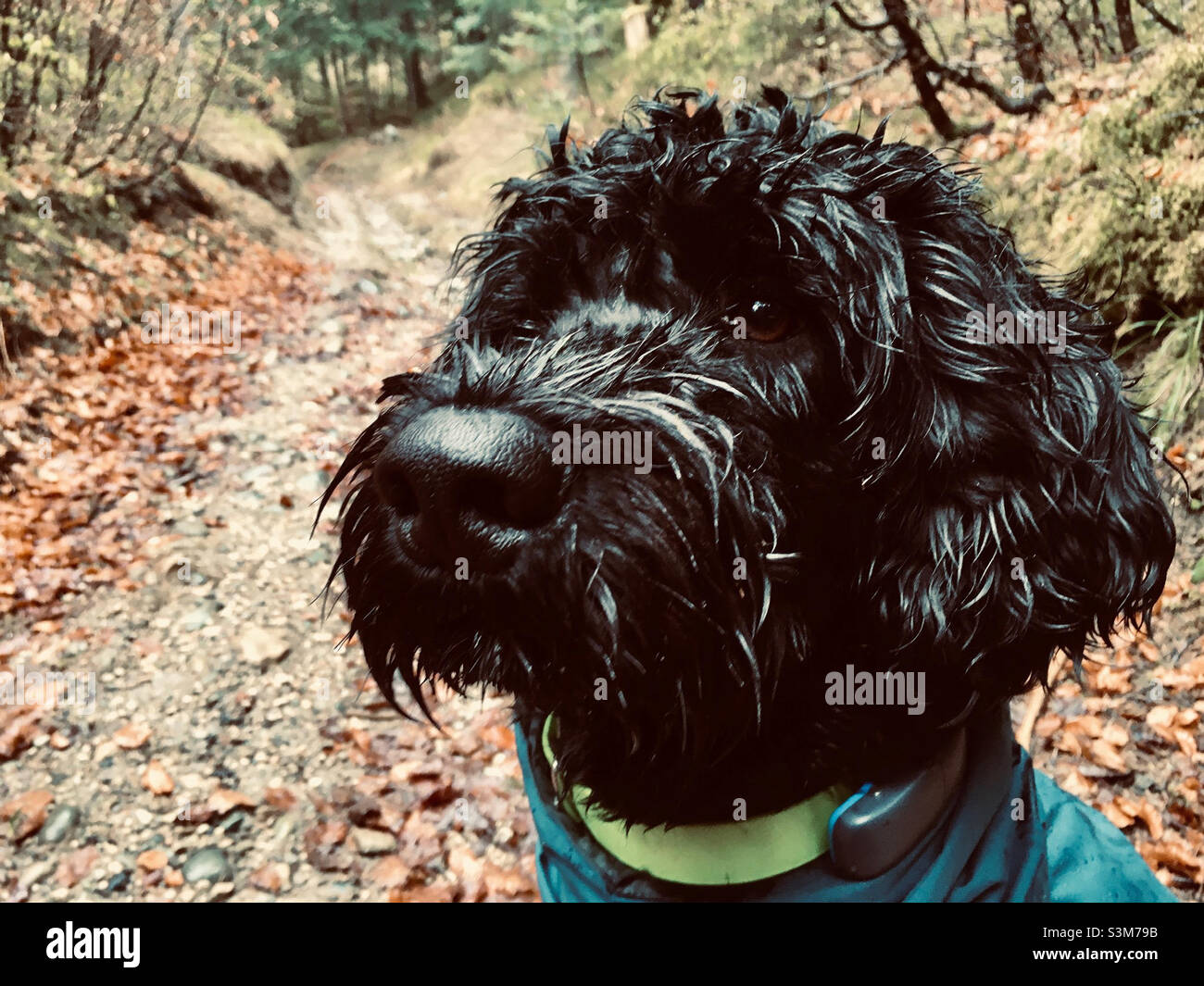 Portuguese waterdog in the forest on a rainy day Stock Photo
