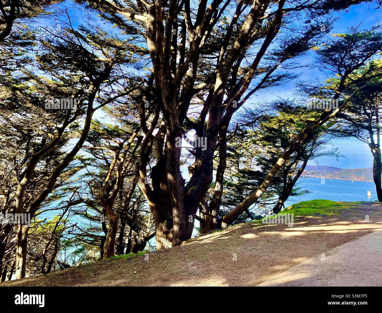 Land’s End cypresses - Smartphone Captured Stock Image