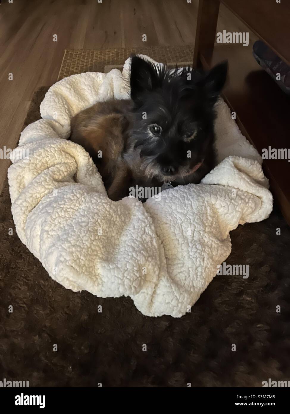 Dog in blanket Stock Photo Alamy