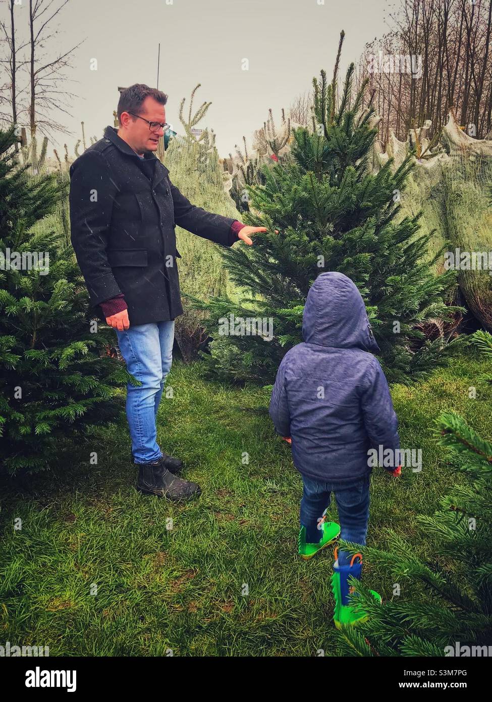 Choosing a Christmas tree Stock Photo Alamy