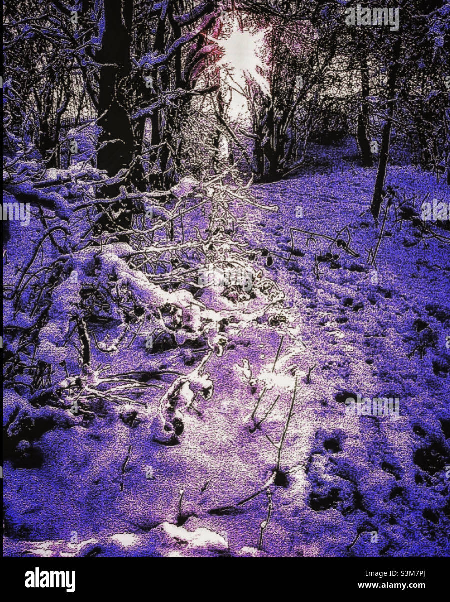 Winter woods sunrise hi-res stock photography and images - Alamy