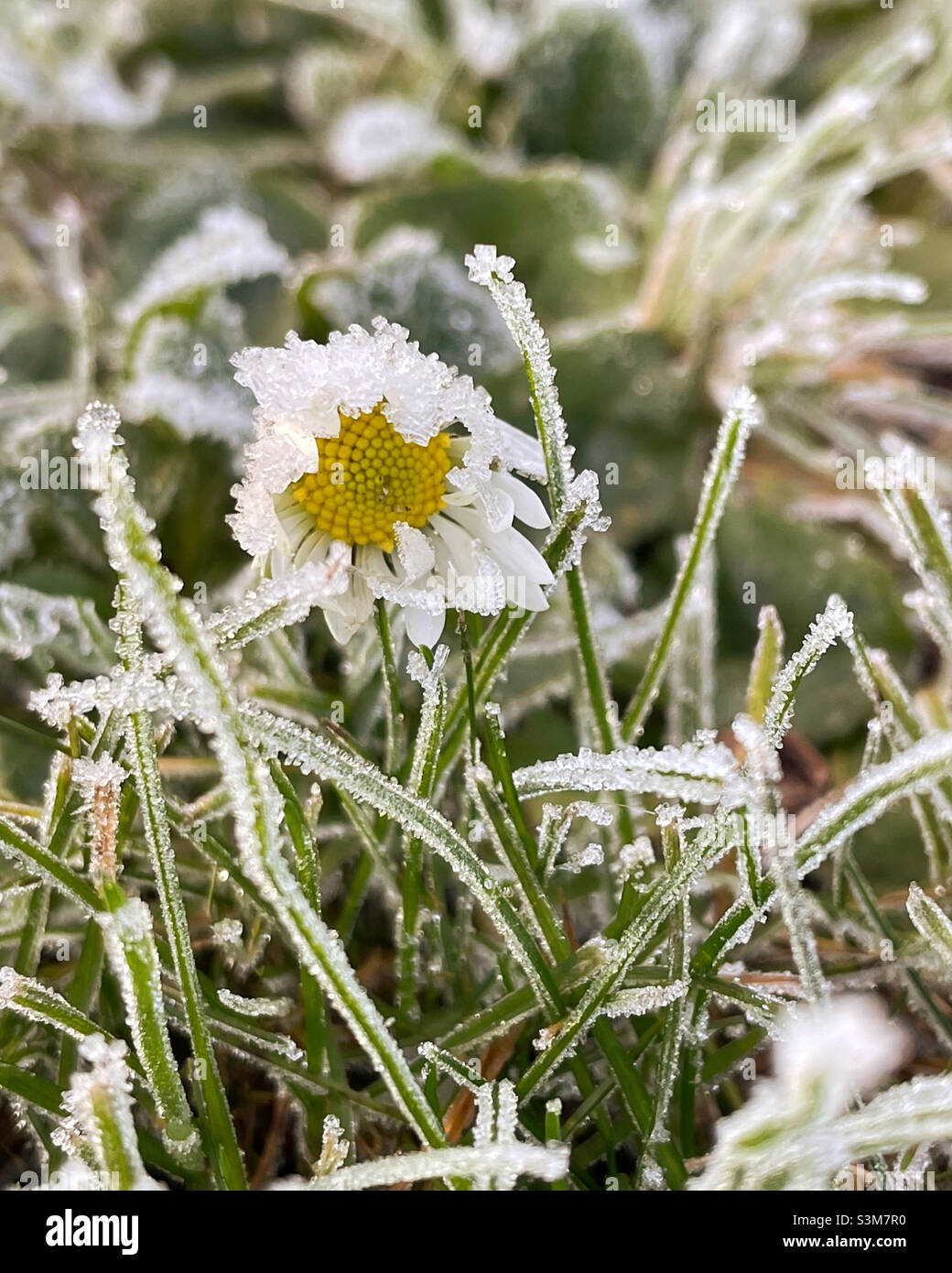 The frozen Daisy. Stock Photo
