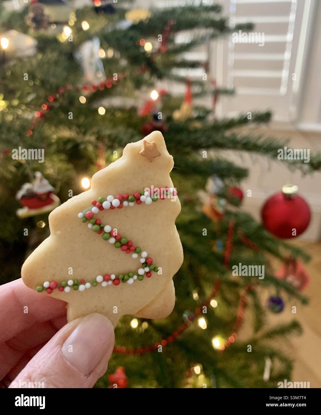 Home baked tree biscuit in front of Christmas tree Stock Photo