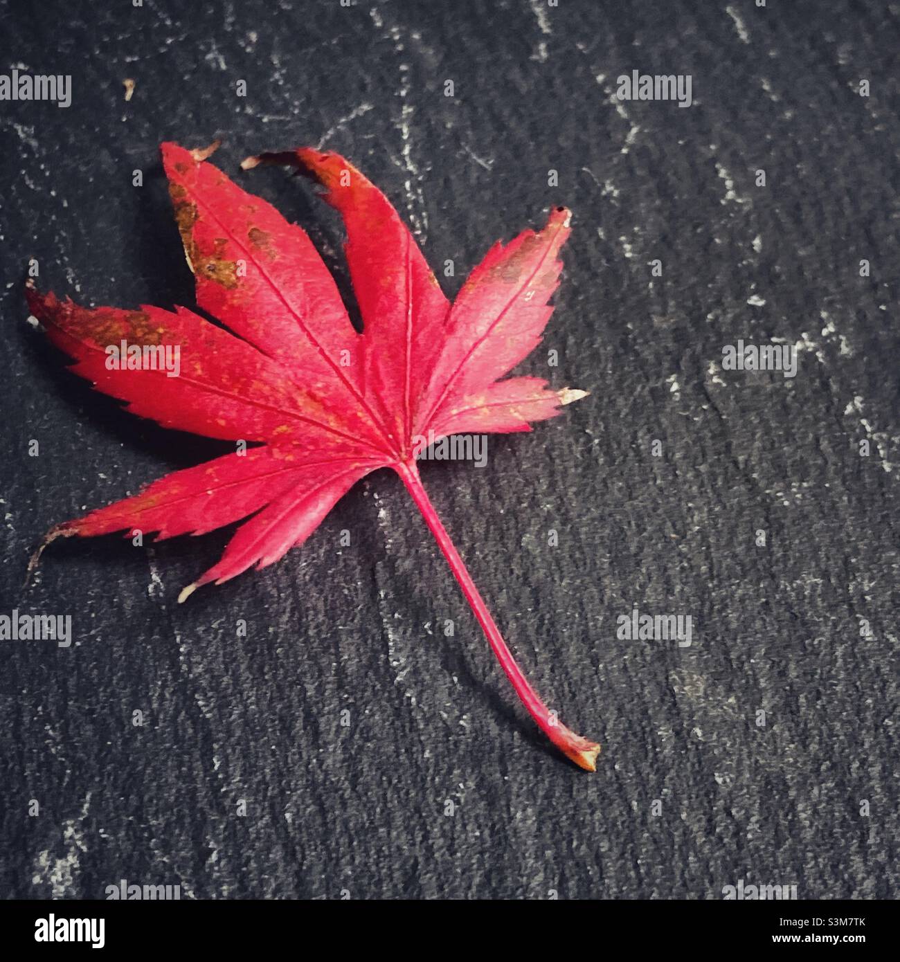 Red Acer Leaf On Black Slate Stock Photo