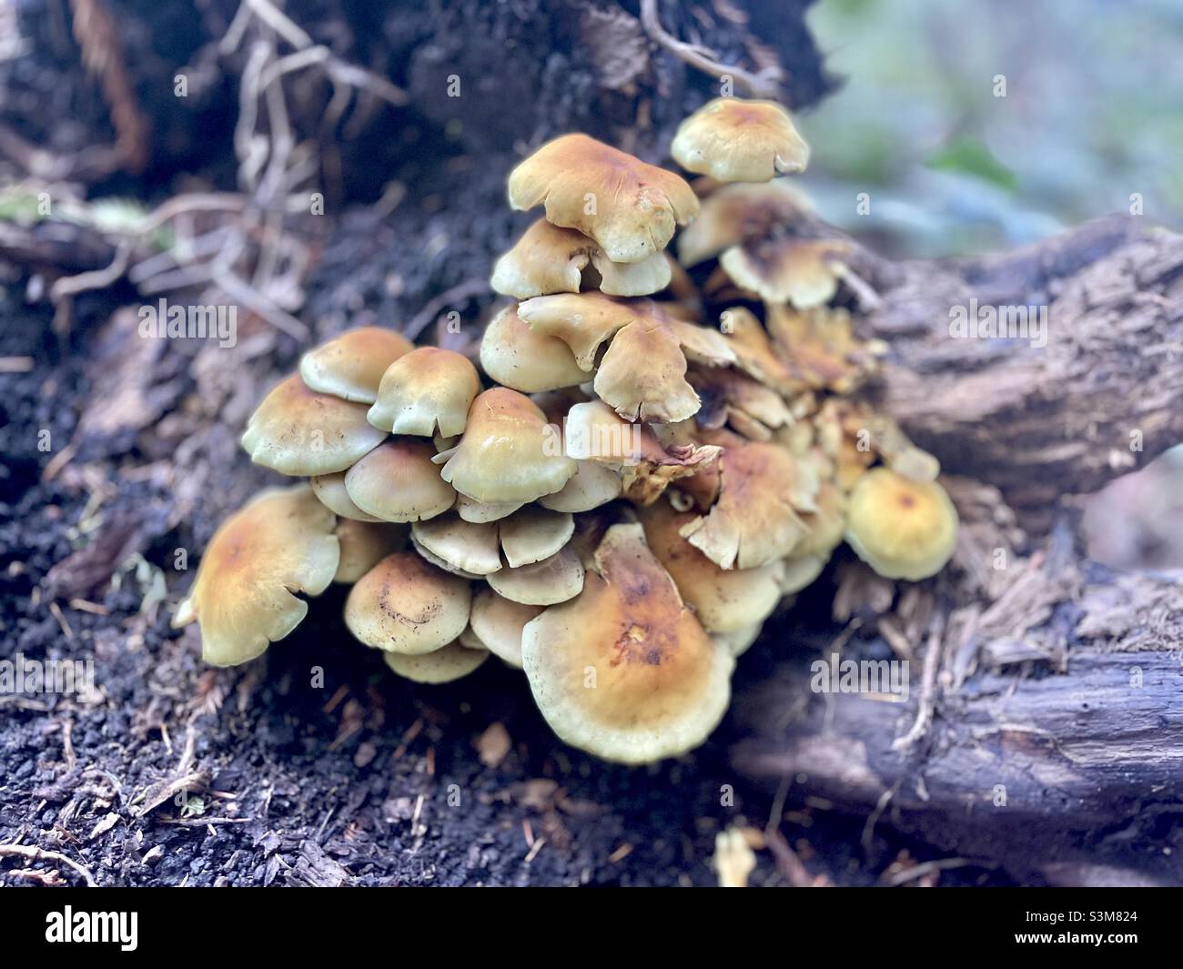 Wild mushrooms. Santa Cruz,Ca Stock Photo Alamy