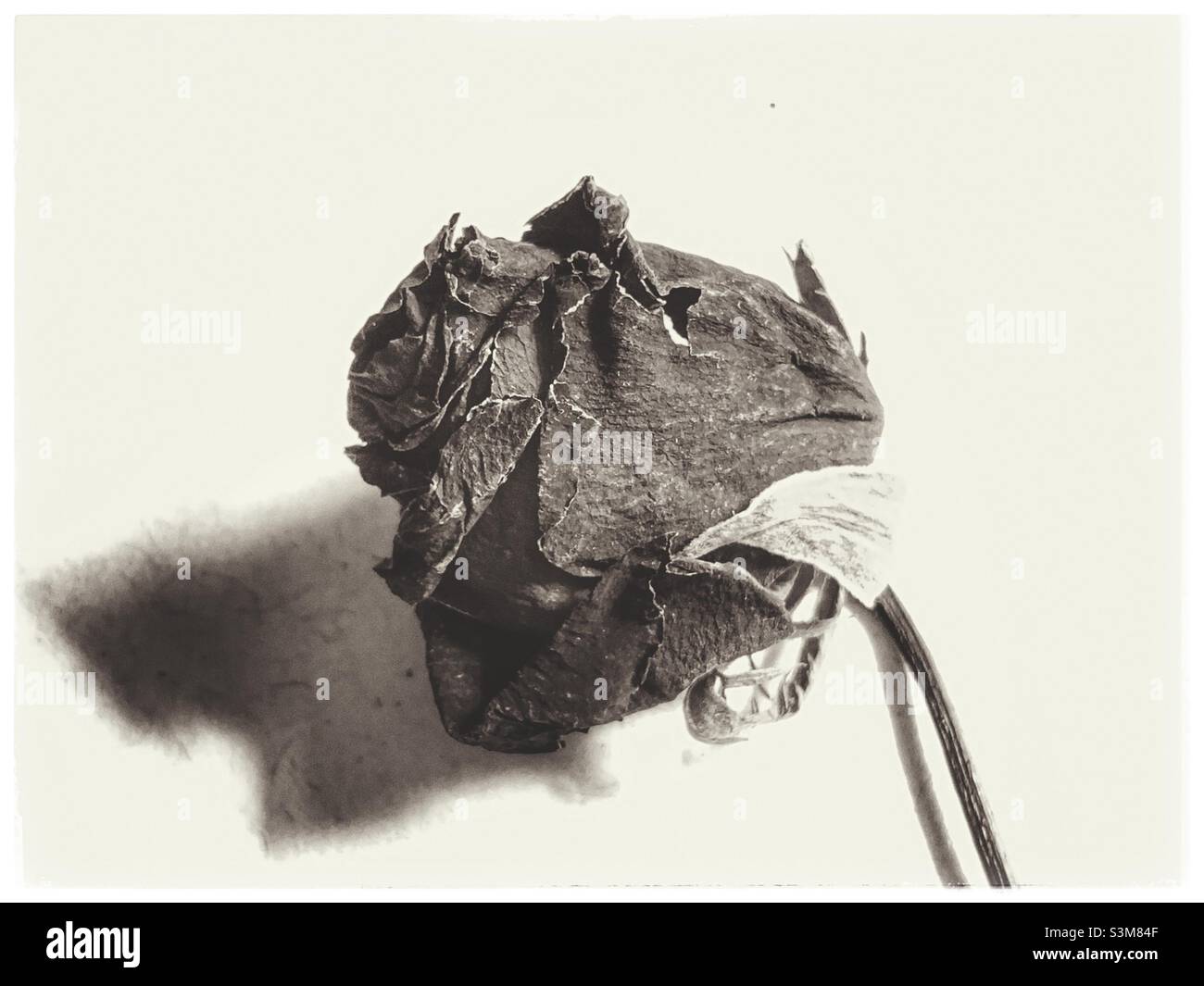 One dried rose in black and white. - Smartphone Captured Stock Image