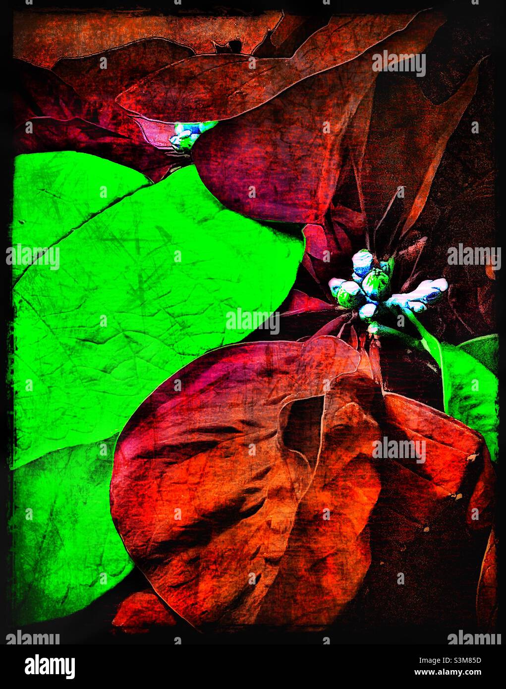 A painterly rendition of a bright red, and green, poinsettia, or Christmas flower, in full, festive bloom for the Christmas season. Coloration and grunge effects digitally added. - Smartphone Captured Stock Image
