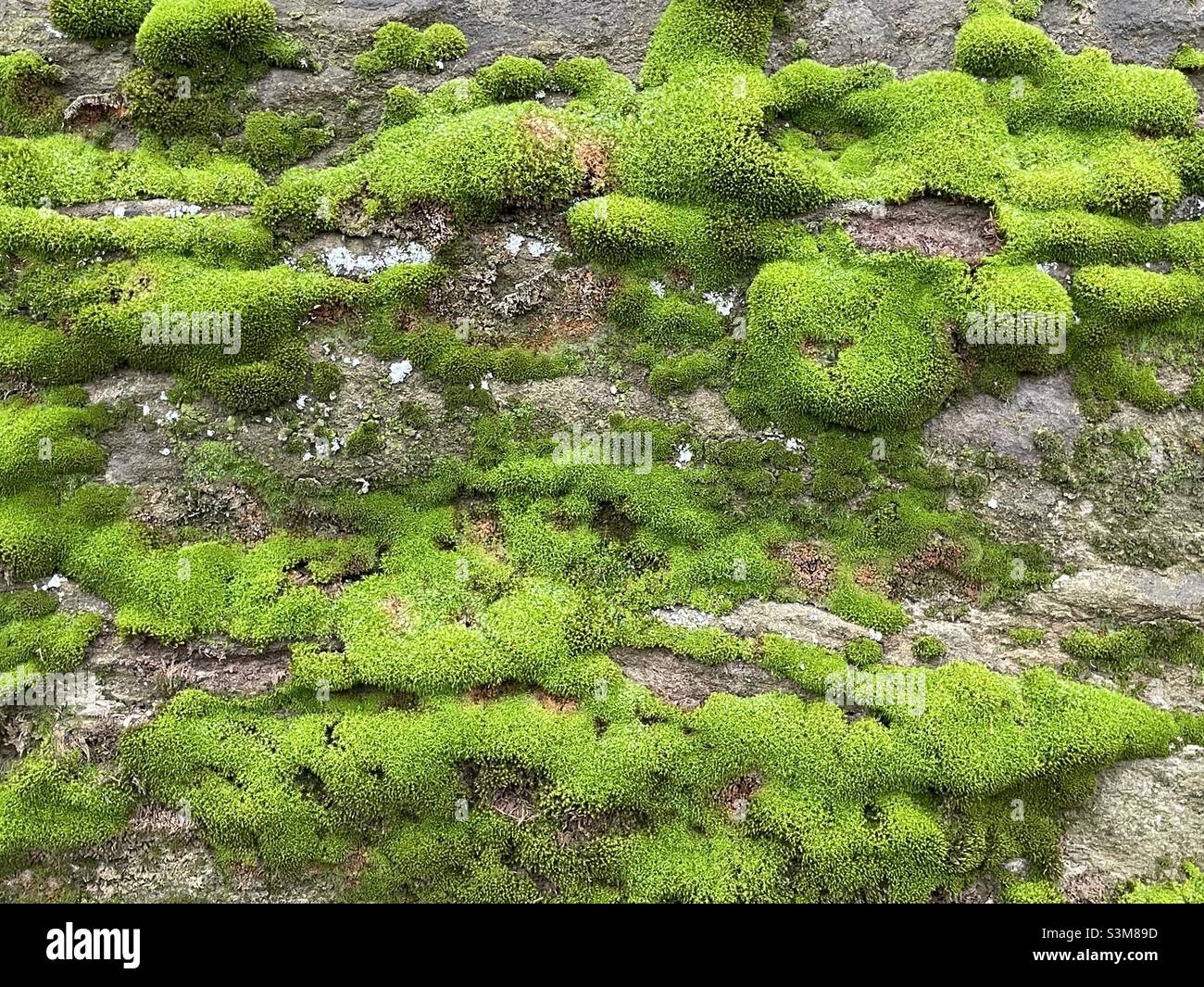 Vivid green moss growing on an old wall by the Riverside in Worcester - Smartphone Captured Stock Image