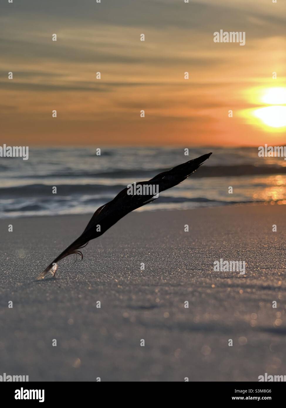 Select focus of a bird feather in beach sand with blur sunset sky background - Smartphone Captured Stock Image
