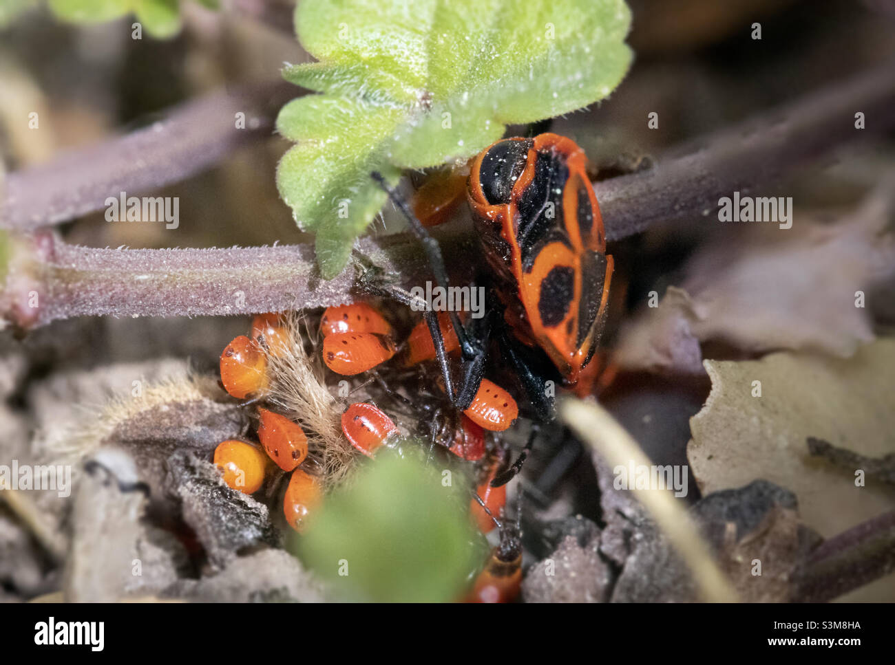 an adult red fire bug, called Pyrrhocoridae, with lots of young babies hiding in the grass. The offspring does not yet have a typical pattern on their back Stock Photo