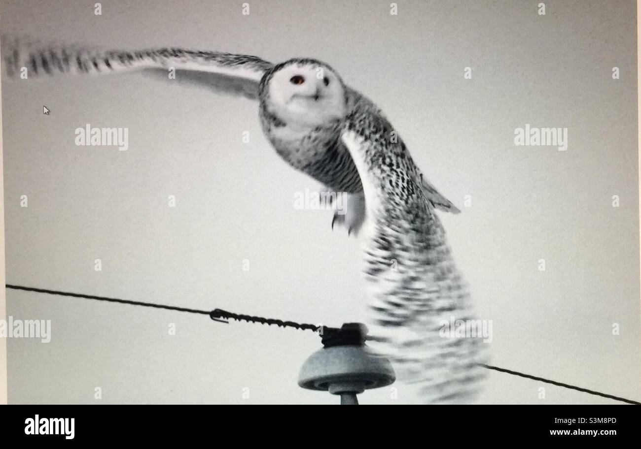 Snowy Owl, Bubo scandiacus, female, large, powerful, Arctic - Smartphone Captured Stock Image