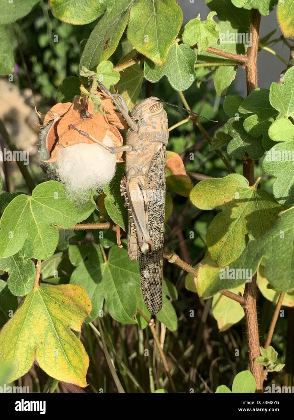 Huge on a cotton plant Stock Photo Alamy