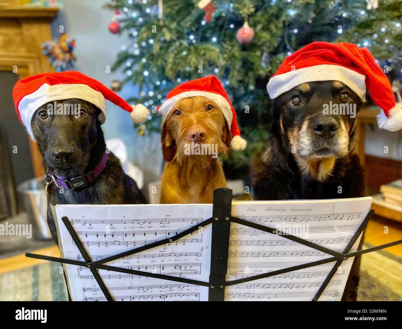 Dog Carol singers Stock Photo - Alamy