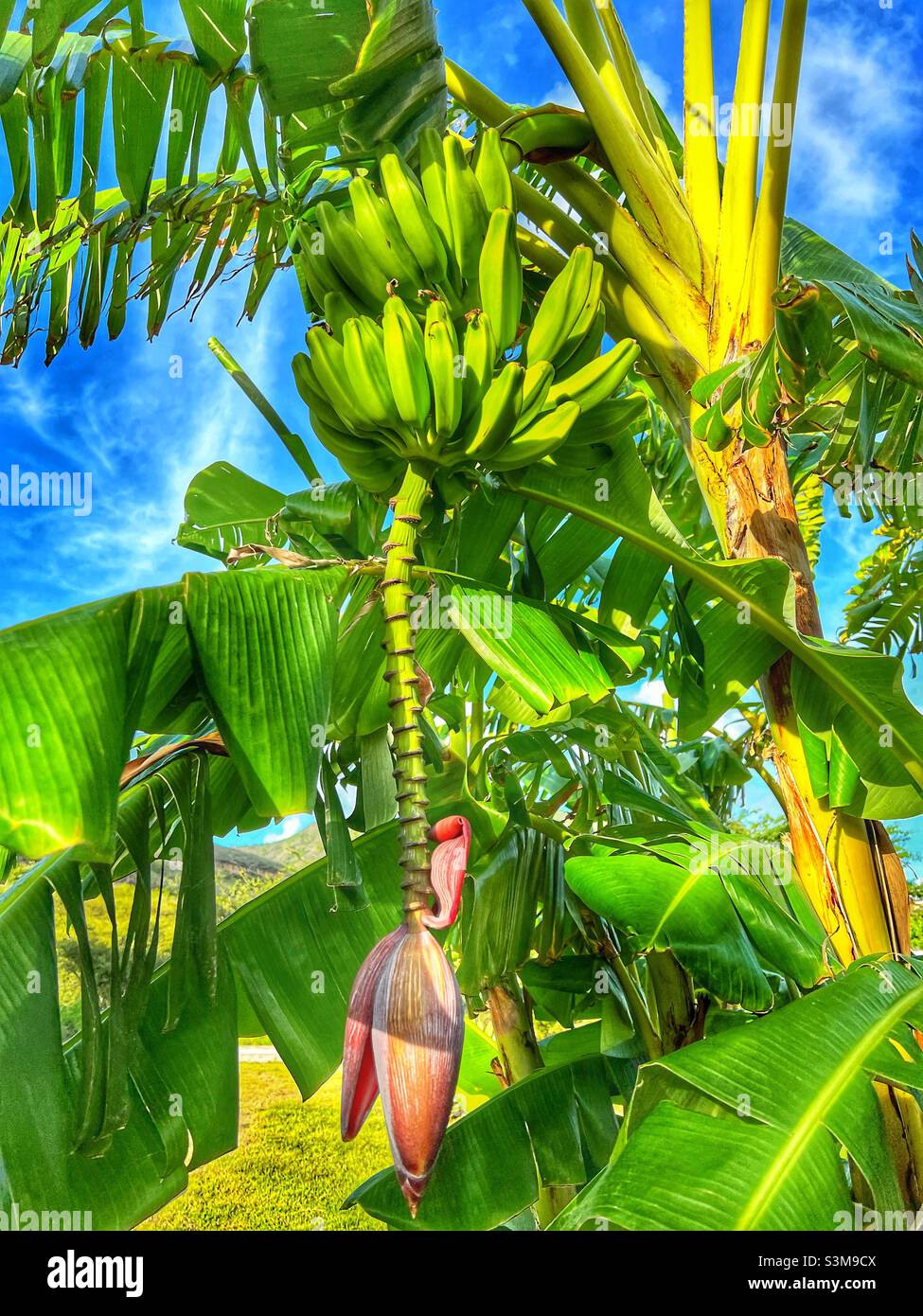 Banana Tree in St.Kitts, West Indies with a big bunch of Bananas on it and the flower Stock Photo