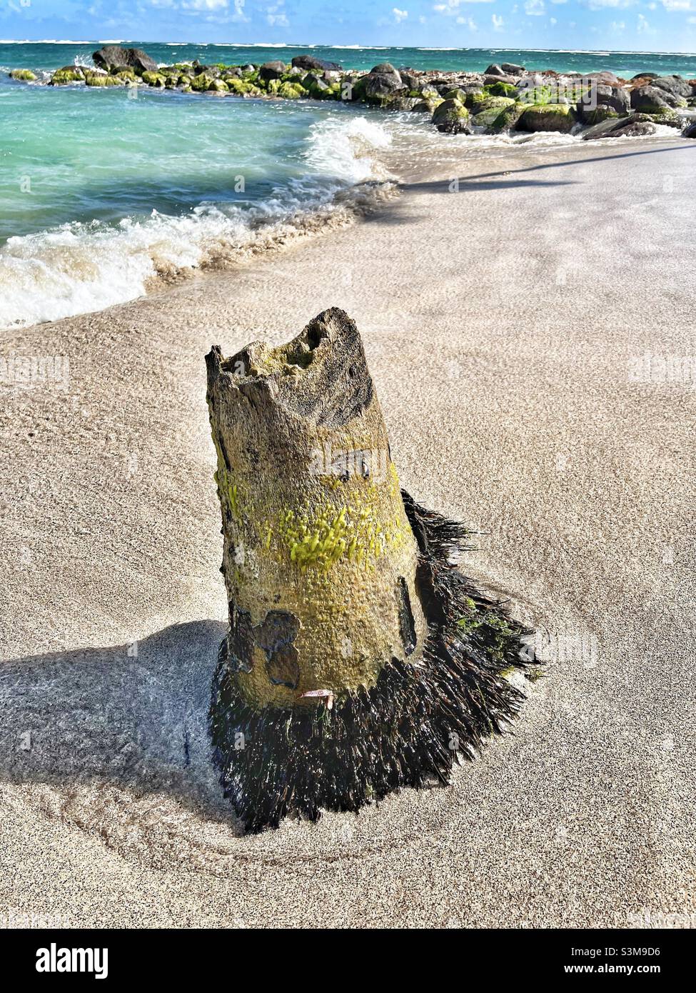 Palm Tree Stump on Herbert’s Beach on St.Kitts in the West Indies - Smartphone Captured Stock Image