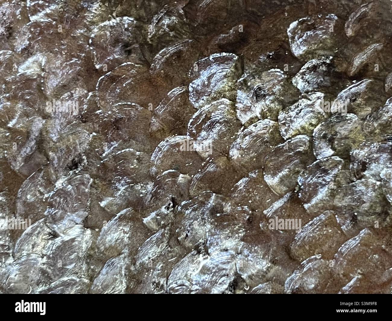A close-up of salmon scales - Smartphone Captured Stock Image