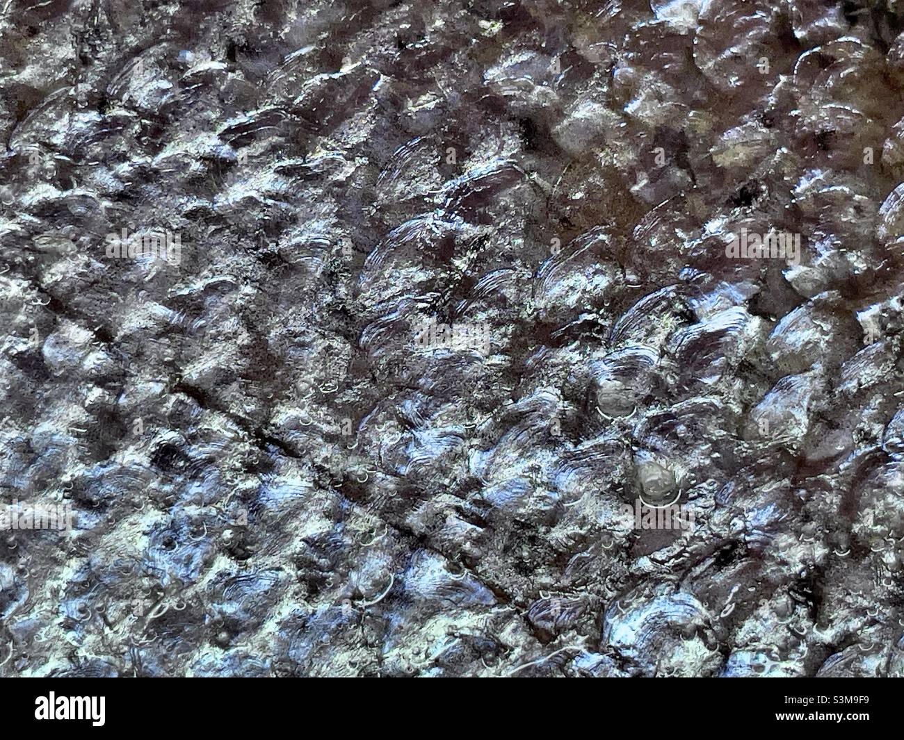 A close-up of salmon skin and scales - Smartphone Captured Stock Image
