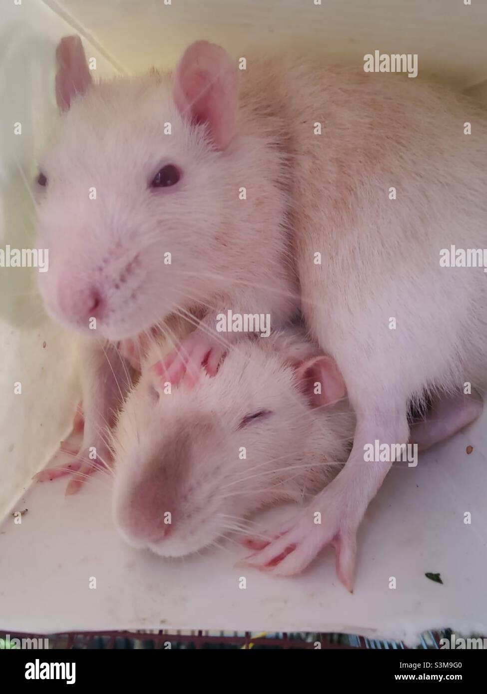 Two Rats Cuddling Stock Photo Alamy