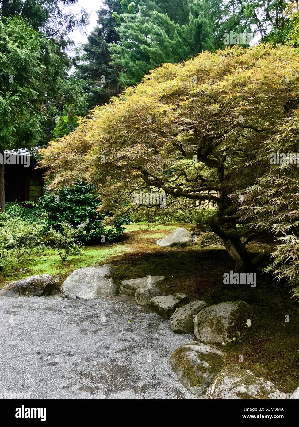 Seattle zen tree Stock Photo Alamy