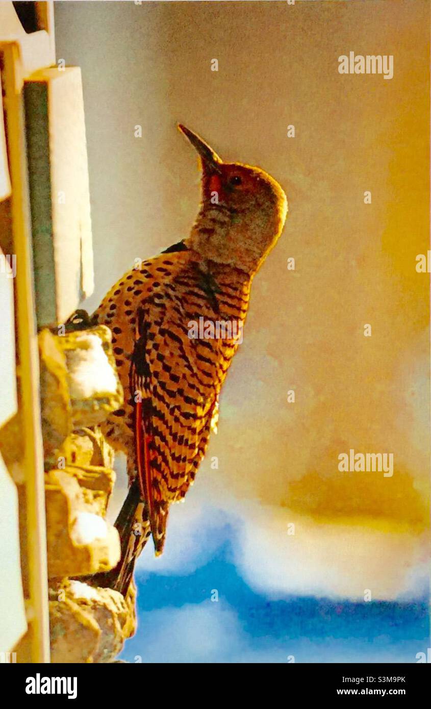 Northern Flicker, Colaptes auratus, North American Birds, Birds, backyard photography, wildlife, woodpecker, vertical, perch, winter - Smartphone Captured Stock Image