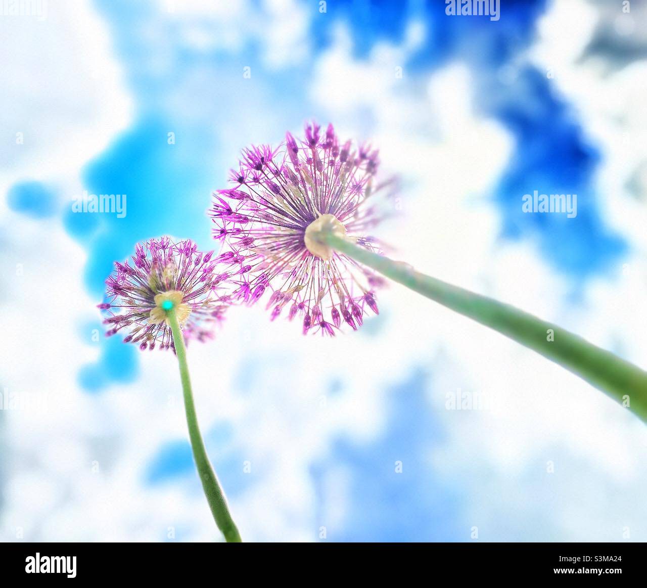 Chive plants and a cloudy sky - Smartphone Captured Stock Image