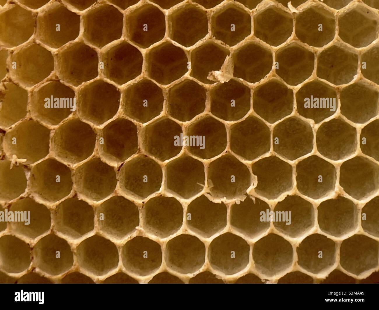 A section of incomplete honeycomb showing hexagonal formation and slight damage to the cell structure - Smartphone Captured Stock Image