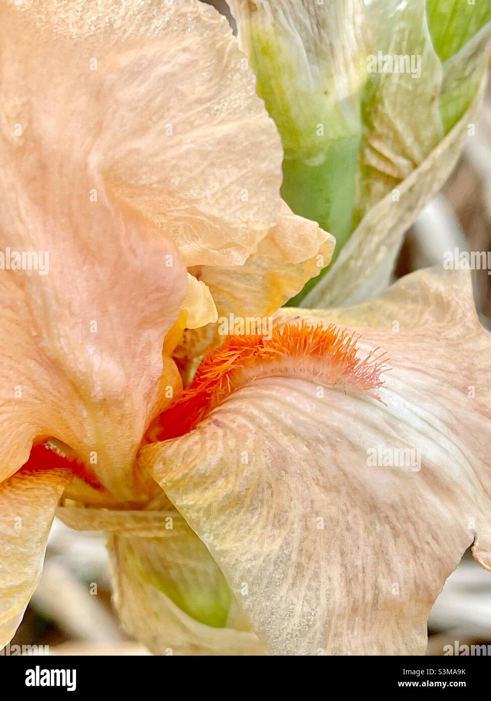 Closeup of the beard of a peach colored bearded Iris flower blossom. Stock Photo