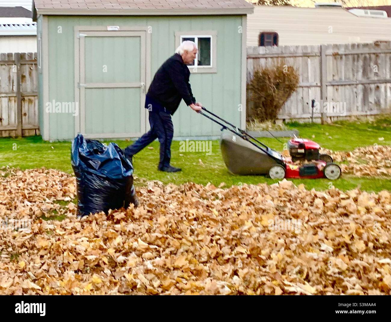 An elderly man mows his lawn and mulches his fallen leaves in November, part of his annual fall cleanup in Utah, USA. - Smartphone Captured Stock Image