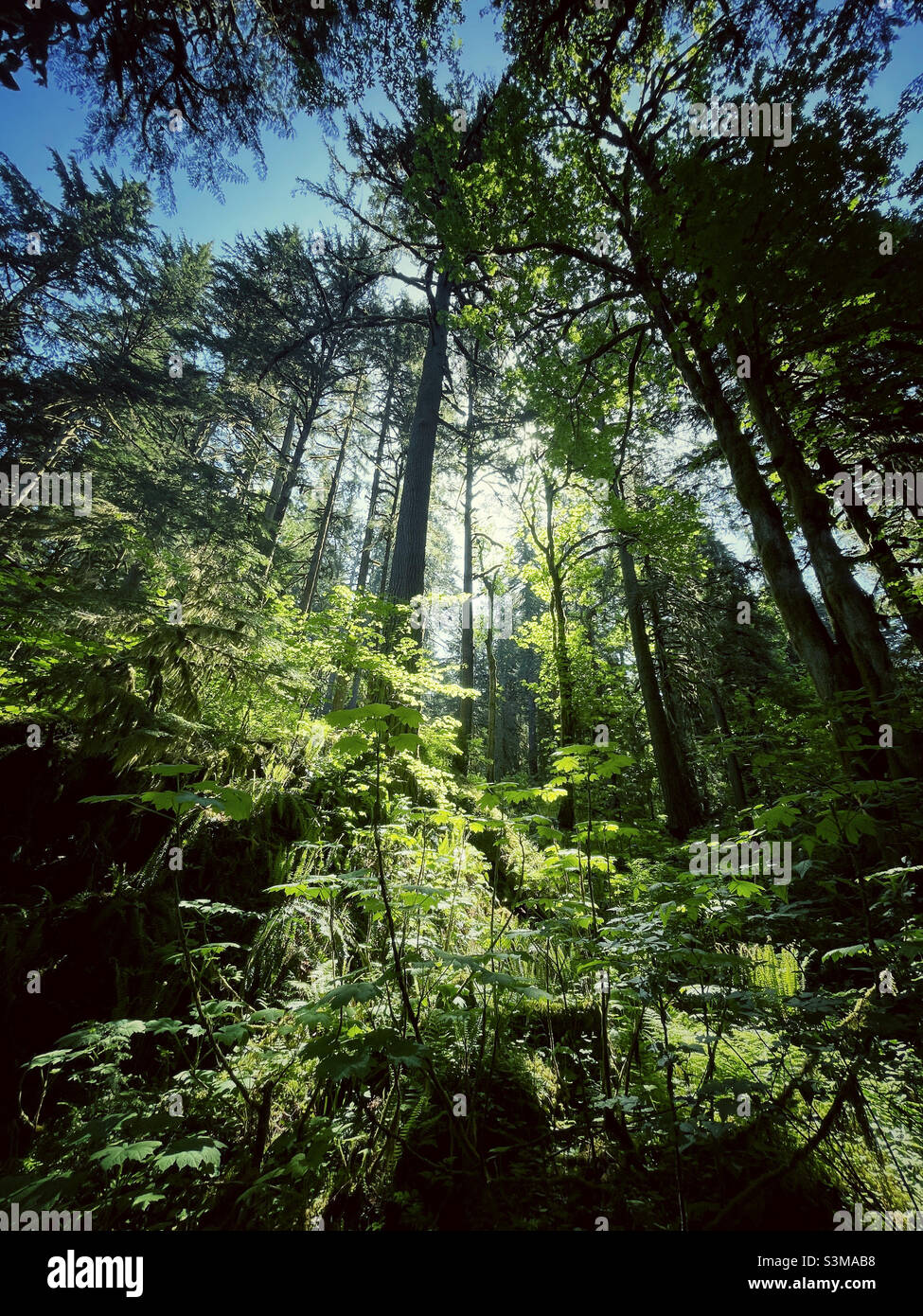 Magical look hi-res stock photography and images - Alamy