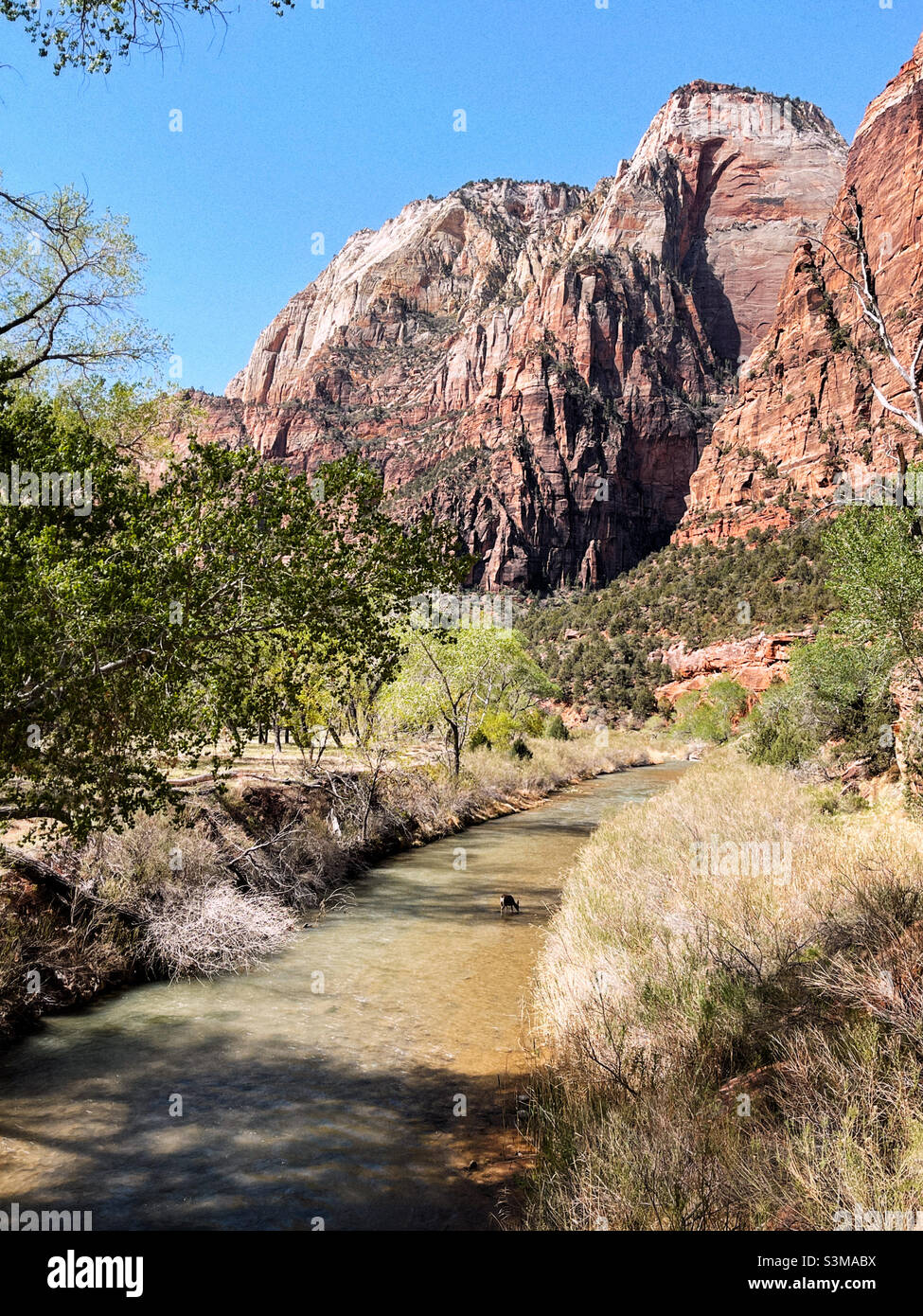 Young mule deer cooling in Virginia river in Zion National park - Smartphone Captured Stock Image