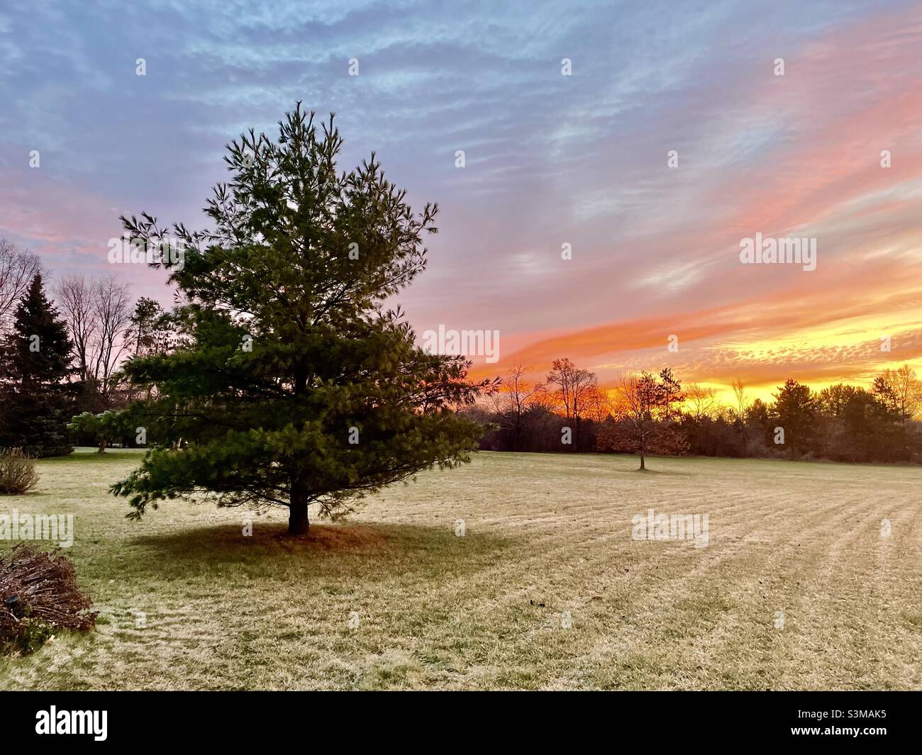 Sunrise and pine tree - Smartphone Captured Stock Image