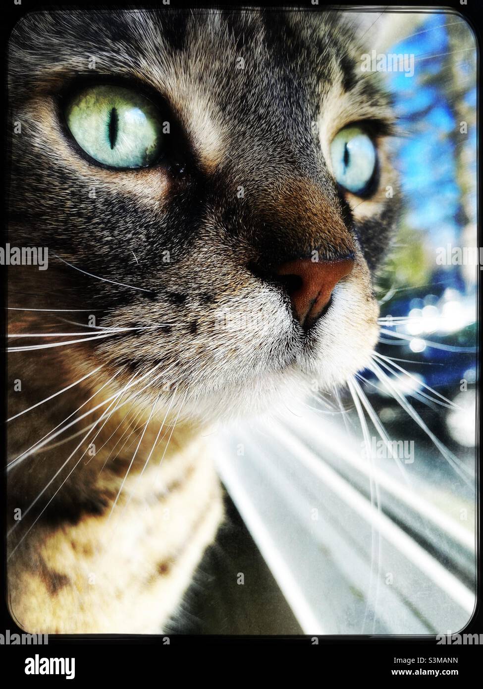 Close up of tabby cat looking out window Stock Photo