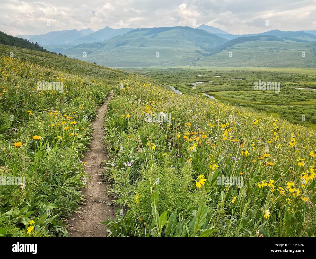 Scenic single track trail view on a mountain overlooking a winding river valley with rolling hills and yellow wildflowers on a summer day in the Rocky Mountains, Colorado, USA. - Smartphone Captured Stock Image
