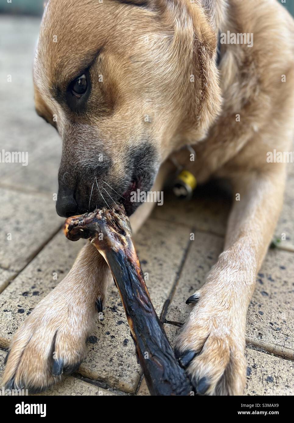 What Happens If Dog Eats Bone