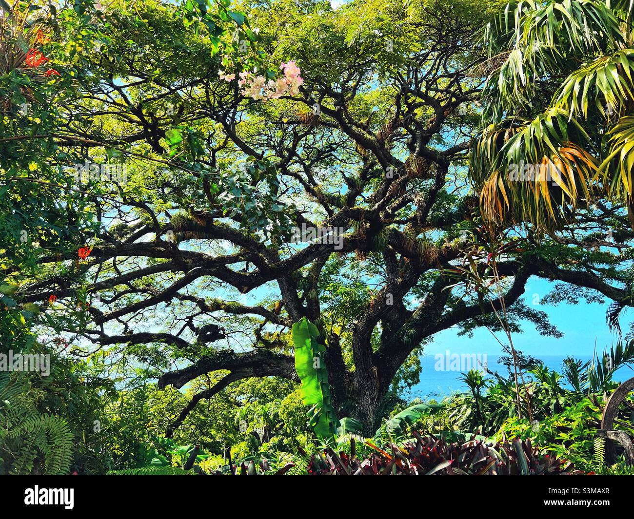 400 year old Saman Tree at Romney Manor on St.Kitts in the West Indies - Smartphone Captured Stock Image