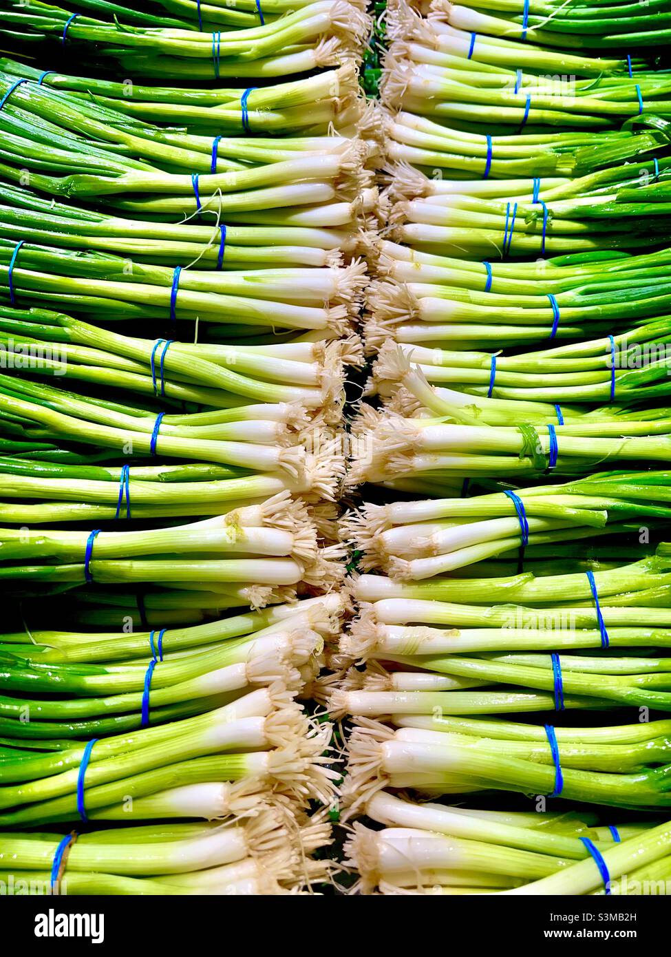 Bunches of green onion Stock Photo