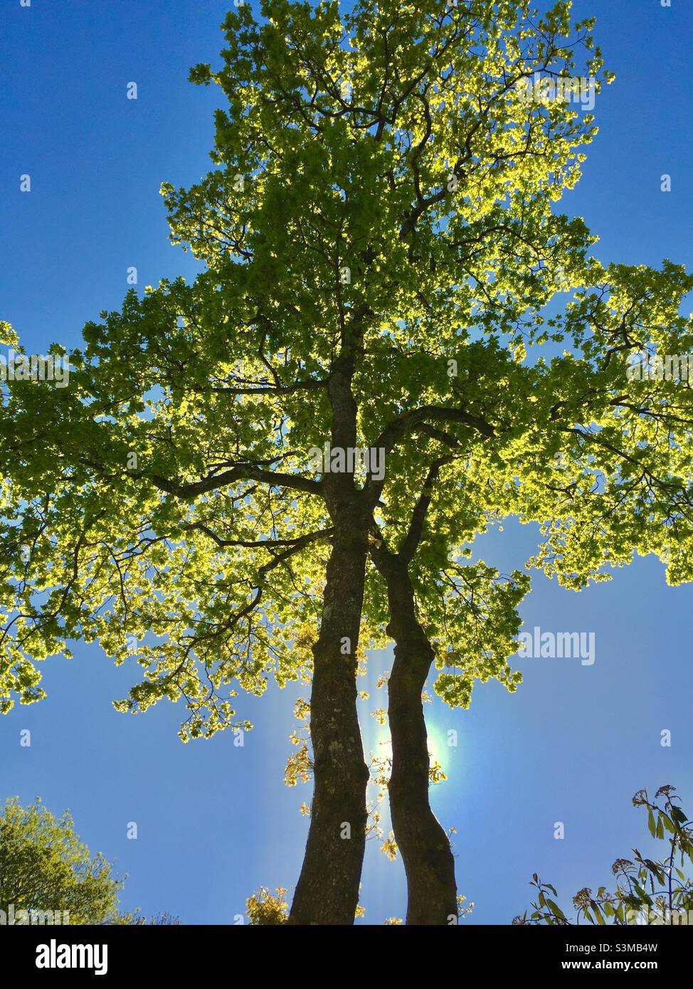 Summer tree growth hi-res stock photography and images - Alamy