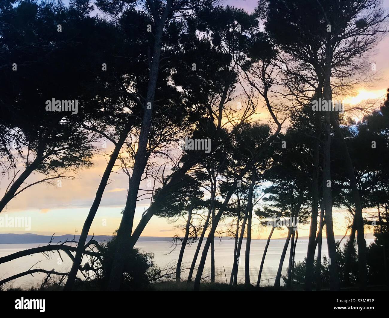 A pine woods in Duilovo area of the Adriatic port of Split - Smartphone Captured Stock Image