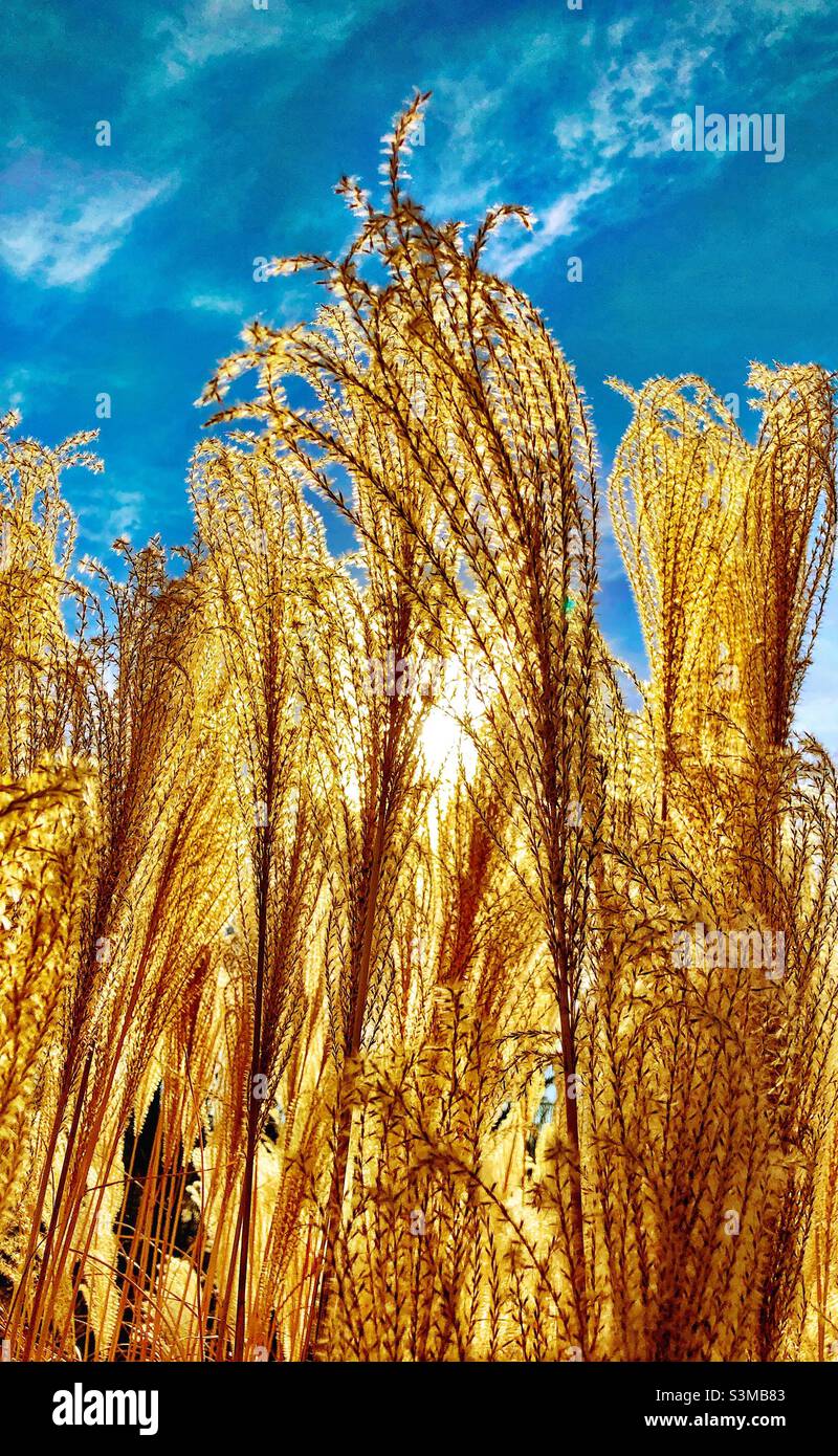 Tall prairie grasses backlit from bright sun, blue sky. - Smartphone Captured Stock Image