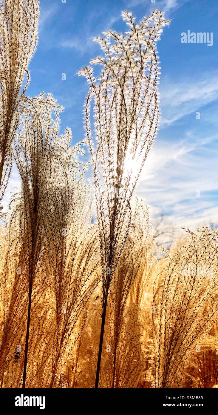 Tall grasses, backlit sun, blue sky - Smartphone Captured Stock Image