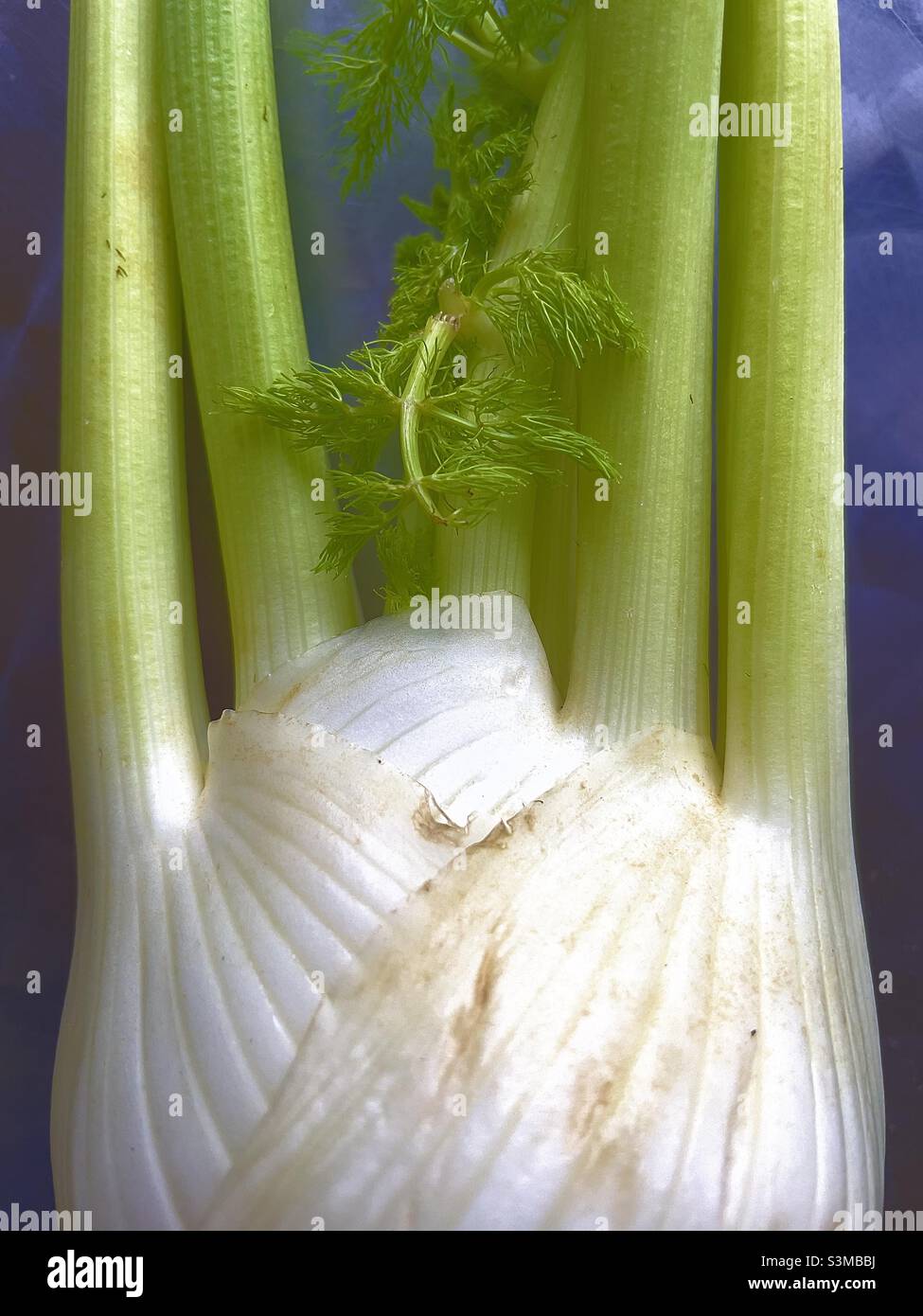 A close-up of a fennel bulb showing stems and a small leaf - Smartphone Captured Stock Image