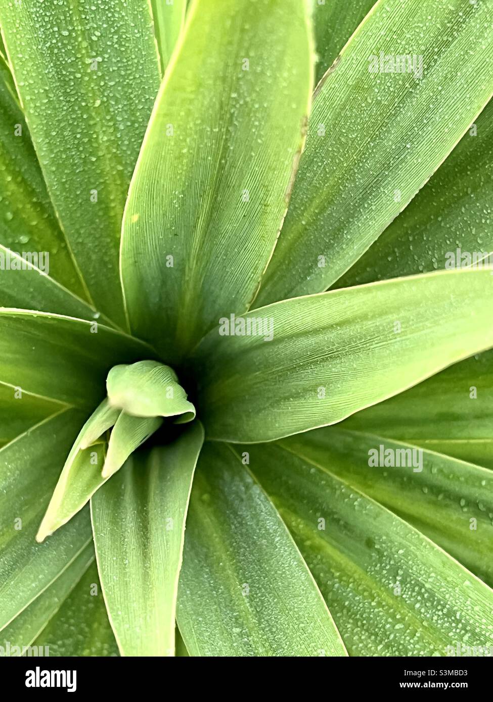 Raindrops on leafy plant Stock Photo