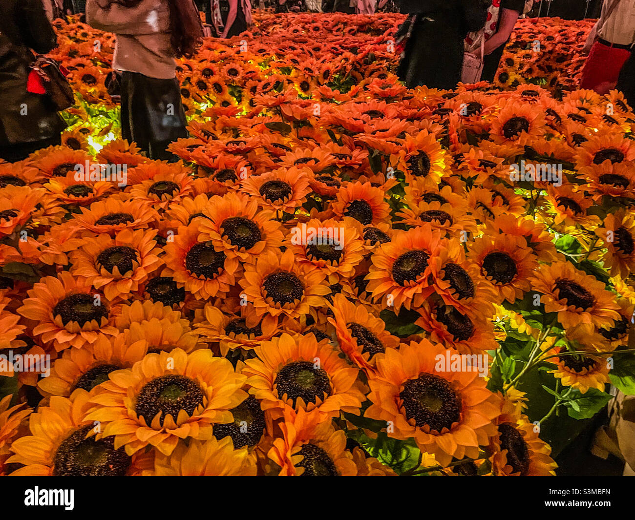 Sunflowers at the Van Gogh Exhibition Stock Photo Alamy