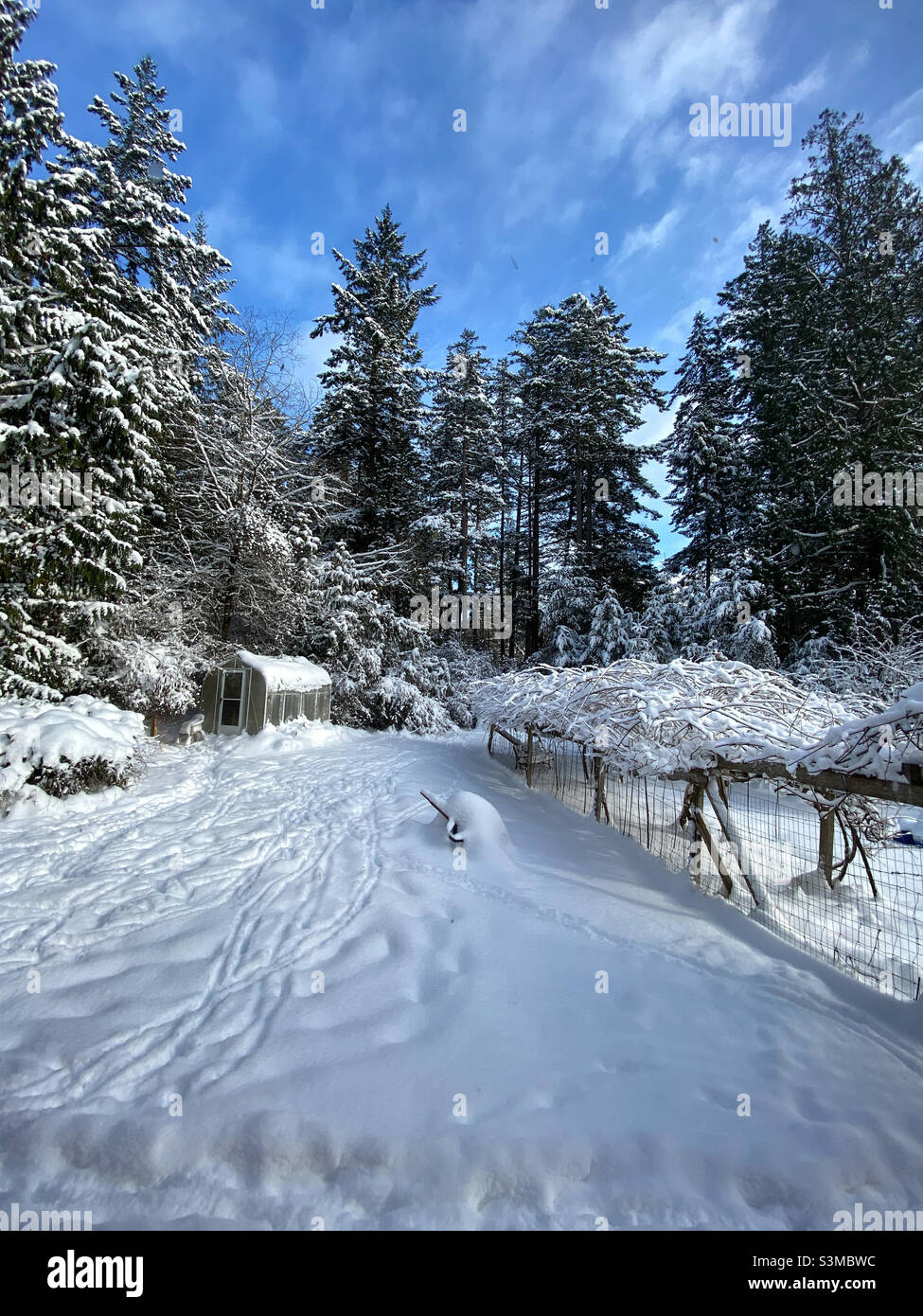 A snowy rural backyard with tall evergreen trees in the background under a bright blue winter sky. - Smartphone Captured Stock Image