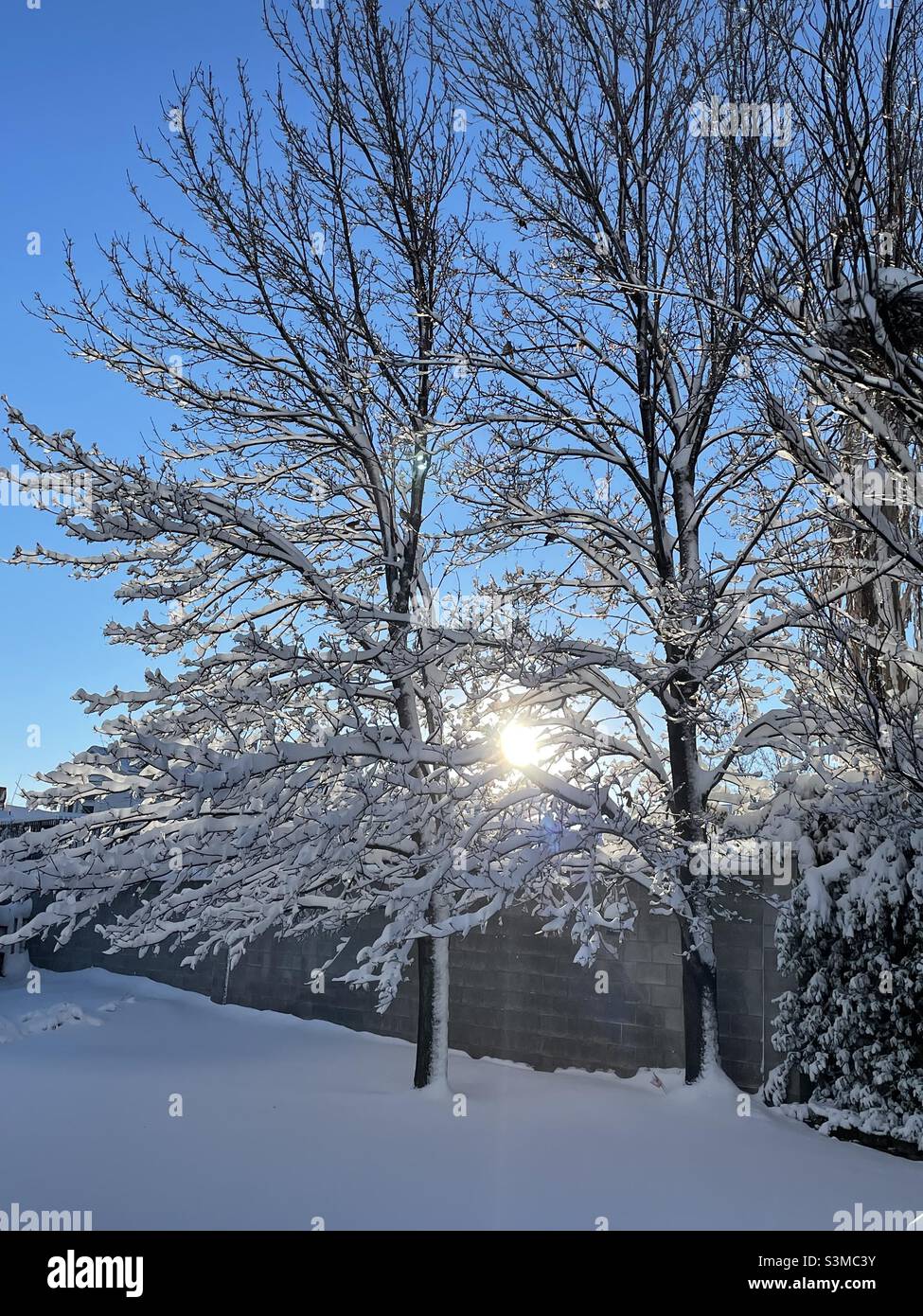 Fresh snowfall covers the trees in Utah, USA creating a winter wonderland. - Smartphone Captured Stock Image