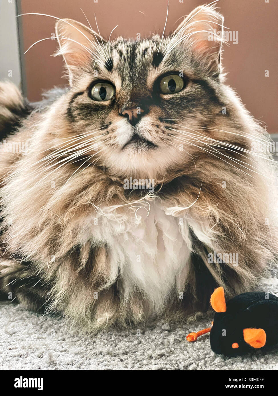 Female long haired cat hi-res stock photography and images - Alamy