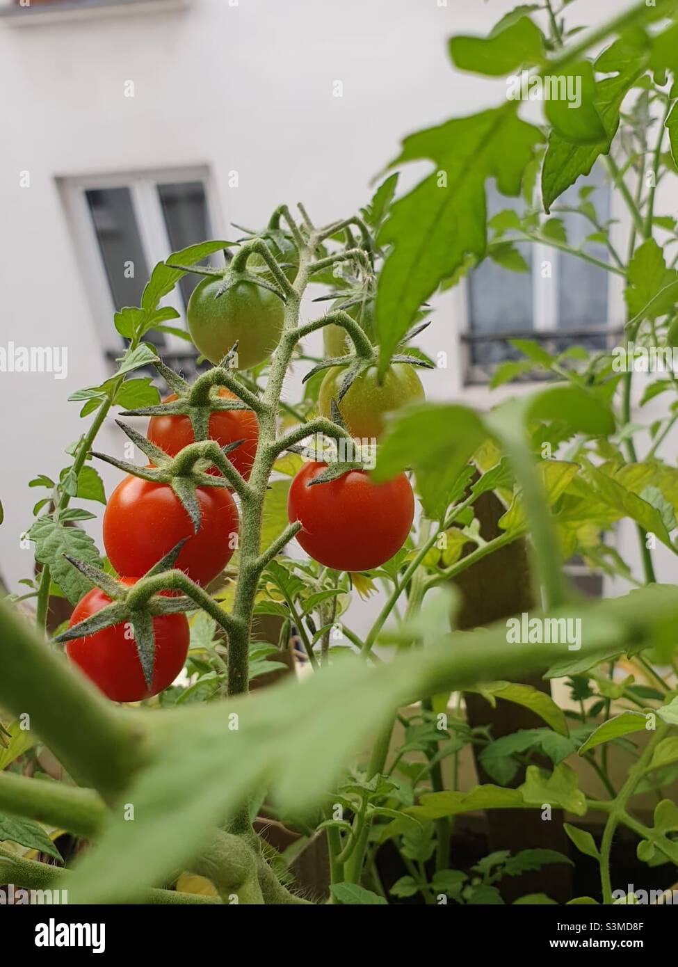 Growing cherry tomatoes in balcony Stock Photo Alamy