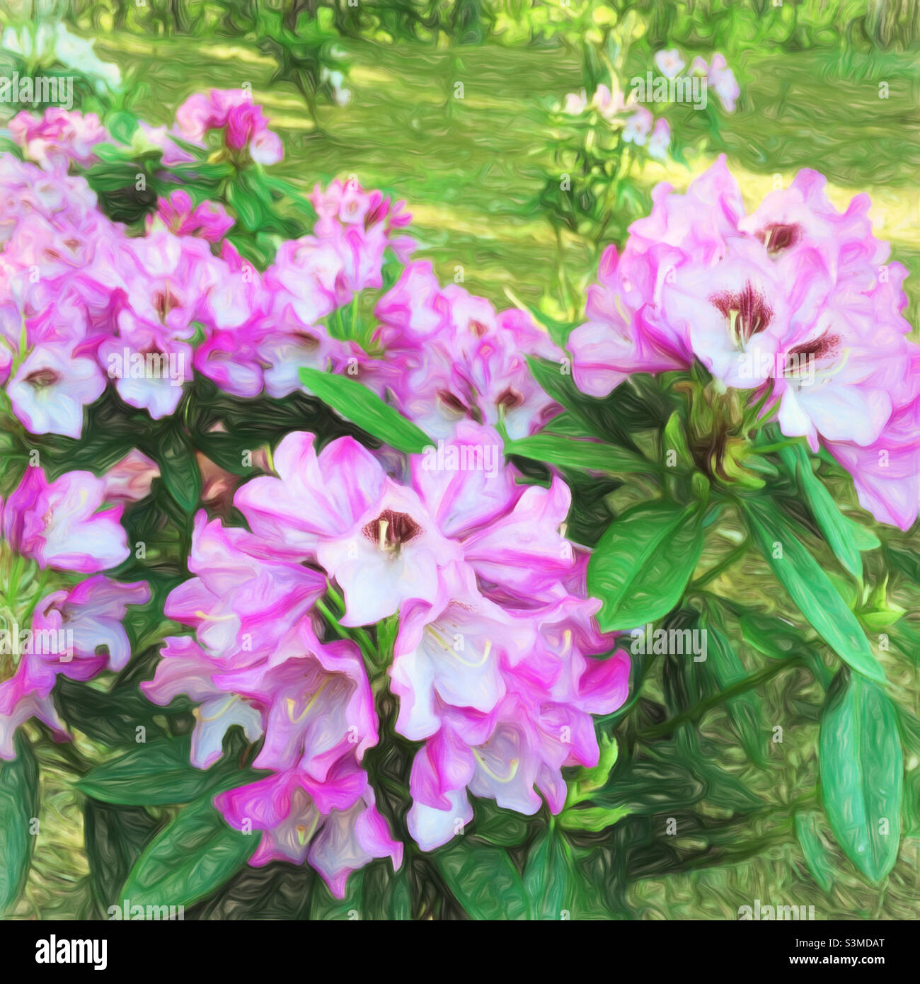 Digital art of gorgeous pink colored rhododendrons growing in a backyard garden. Stock Photo